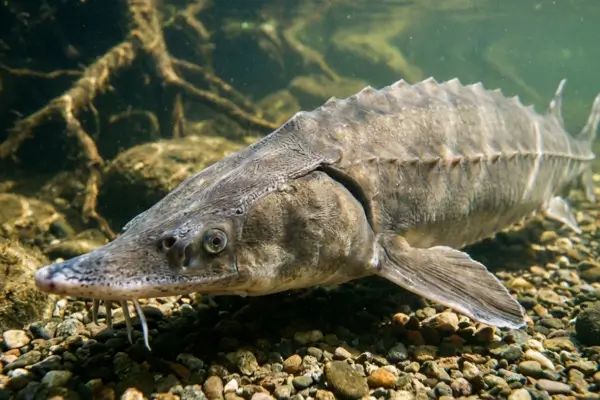 Sturgeon - Acipenseridae